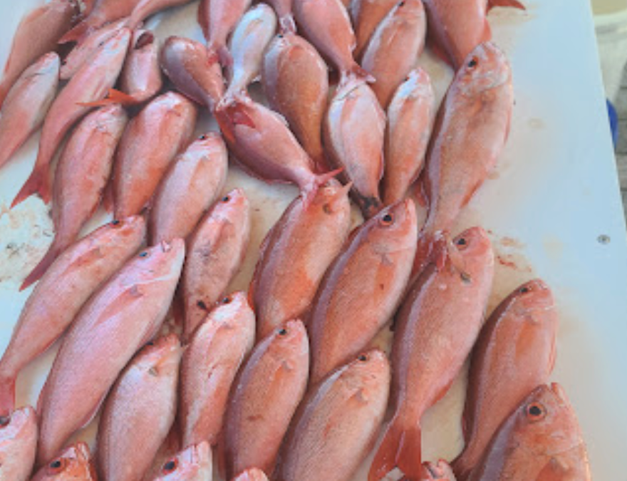 Red Snapper vs Vermillion Snapper